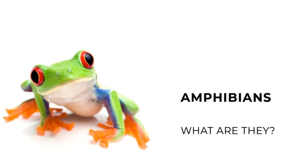 What is Amphibians (Class Amphibia)
