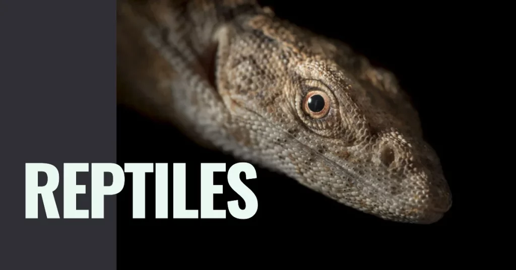 What is Reptiles (Class: Reptilia) 