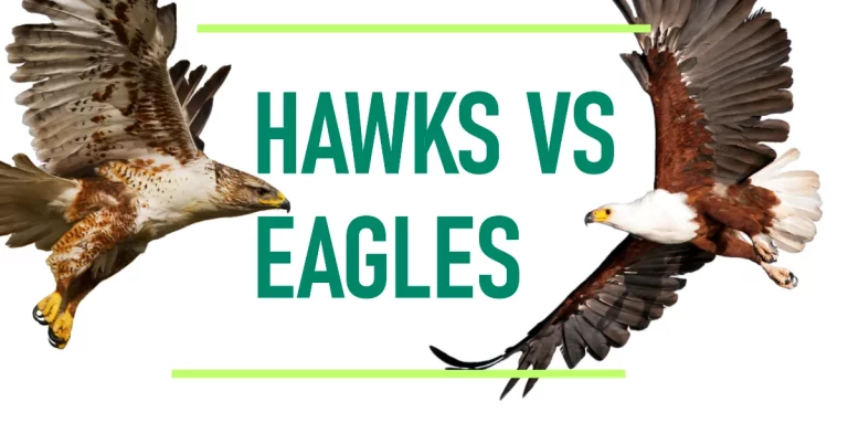 Difference Between Hawks and Eagles : Majestic Birds of Prey